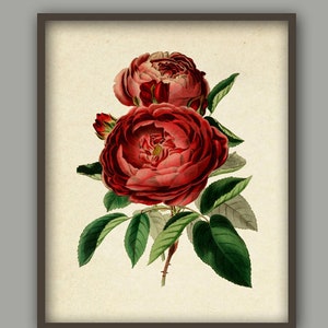 May include: A vintage botanical illustration of two red roses with green leaves and stems on a cream background.