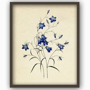Antique Flowers Print, Home Decor, Blue Flowers Illustration, Meadow Flowers, Botanical Art Print