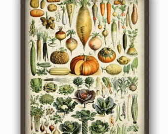 May include: A vintage botanical illustration featuring a variety of vegetables and root vegetables, including carrots, turnips, radishes, onions, potatoes, and pumpkins. The illustration is done in a detailed, realistic style with vibrant colors.