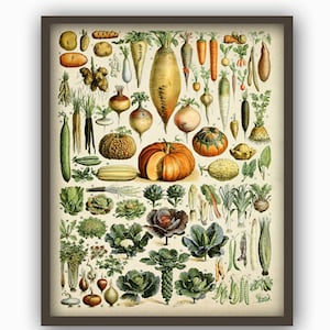Vegetable Print, Kitchen Decor, Pumpkin Botanical Print Vegetable Poster Science Adolphe Millot Print  Birthday Gift Idea Housewarming