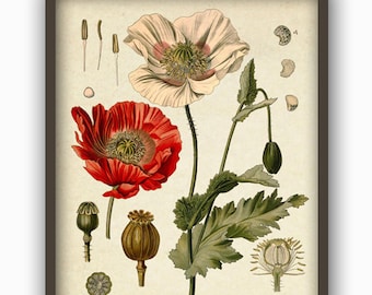 Opium Poppy Print, Wall Art Print, Vintage Botanical Decor, Drug Medicinal Plant, Illustration by Adolphe Millot