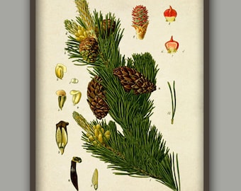 Pine cone print pine tree botanical print wall art print forest poster vintage antique botanical illustration nature print green forest