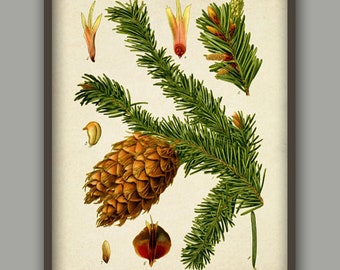 Cones Pine  Print, Forest Poster, Plant Wall Art Print. Branch Needle Tree, Botanical Print, Living room Wall Art. Kitchen Decor