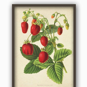 Antique Strawberry Print, Berry Botanical Illustration, Kitchen Berry Wall Art Decor, Berry Poster image 2