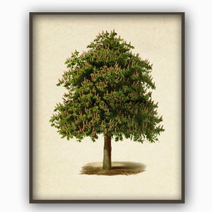 Chestnut Tree Art Print, Home Decor, Tree Antique Botanical Illustration, Tree Poster, Tree Picture Print