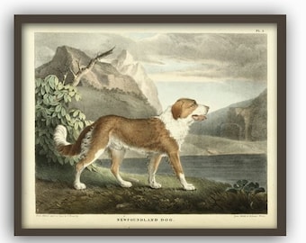 Impressão antiga de um cão Terra Nova, ilustração vintage (papel fotográfico fosco de arquivo)