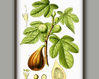 Fig Vegetable Wall Art Print, Vegetable Botanical Illustration, Food Print, Kitchen Wall Art Print, Kitchen Decor