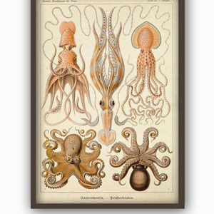 Antique Octopus Print, Home Decor, Bathroom Decor, Octopus Poster, Sea Animals Print, Marine Print, Vintage Science Poster