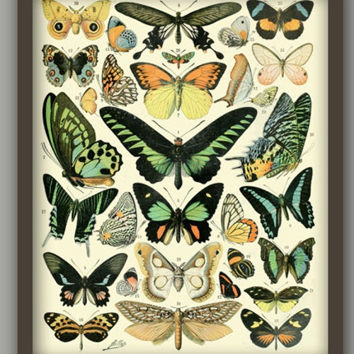 Butterfly Print Tropical Butterfly Wall Art Butterfly - Etsy