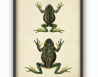 Frog Wall Art Print, Frog Illustration, Frog Biology Poster