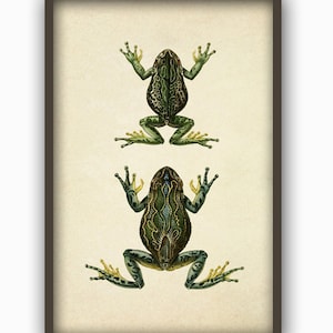 Frog Wall Art Print, Frog Illustration, Frog Biology Poster