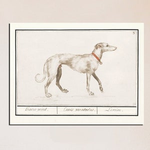Dog Print, Dog Painting, Greyhound  Sketch Print, Horizontal Beige