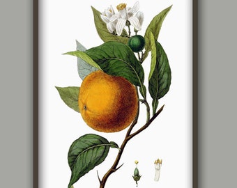 Fruit Kitchen Wall Art Print, Antique Botanical Illustration, , Fruit Orange Print, Rustic Vintage Kitchen Wall Art Poster