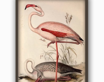 Flamingo Print Flamingo Illustration by John Audubon Birds of America Wildlife Drawings Audubon Bird Print Nature Wall Art Bird Art Art-491