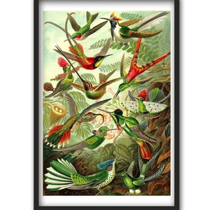 Bird Illustration by Ernst Haeckel Kunstformen der Natur, Birds Print