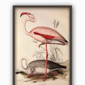 Flamingo Print Flamingo Illustration by John Audubon Birds of America Wildlife Drawings Audubon Bird Print Nature Wall Art Bird Art Art-491