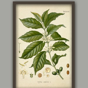 Kaffeplantatryck - Kaffeplantakonst - Kaffeposter - Väggkonsttryck - Köksdekoration-382 bild 3