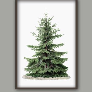 Christmas Tree Print, Botanical Vintage Home Decor, Christmas Tree Illustration