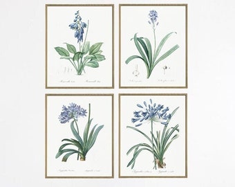 Flower Print Set Botanical Drawings Botanical Illustration Set of 4 Botanical Prints Botanical Wall Art Botanical Posters