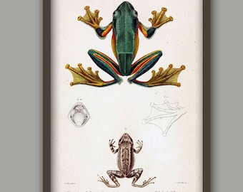 Impression de grenouille verte, illustration de plaque de livre de grenouille antique, impression de biologie de grenouille, affiche d'amphibiens, déco murale