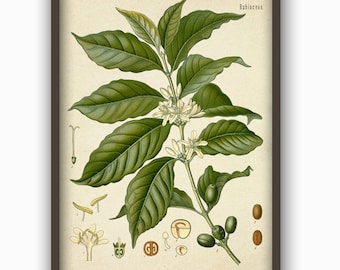 Impresión de planta de café - Arte de planta de café - Póster de café - Impresión de arte mural - Decoración de cocina - 382