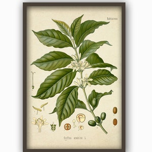 Kaffeplantatryck - Kaffeplantakonst - Kaffeposter - Väggkonsttryck - Köksdekoration-382 vintage