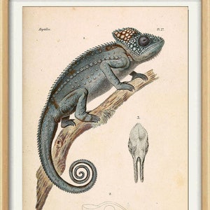 Chameleon Print Animal Wall Decor Lizard Reptile Tropical Animal Large Wall Art Decor Grey image 1