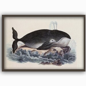 クジラアートプリント 3 4x6 5x7 8x10 11x14 美しいアンティーク 海洋