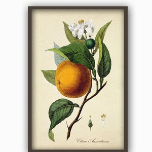 Fruit Kitchen Wall Art Print Antique Botanical Illustration - Etsy