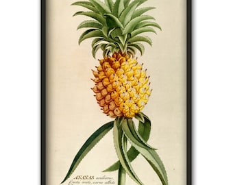 Impression d'art mural ananas, affiche légume-fruit, affiche d'illustration botanique ananas, décoration murale de cuisine, art ananas tropical