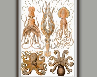 May include: Vintage illustration of various cephalopods, including octopus and squid, with detailed anatomical drawings and scientific labels in German. The illustration is in shades of brown, orange, and white on a white background.