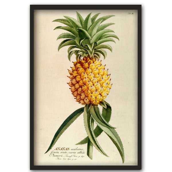 Ananas Wand Kunst Druck, Gemüse Obst Poster, Ananas Botanische Illustration Poster, Küche Wand Dekor, Tropische Ananas Kunst
