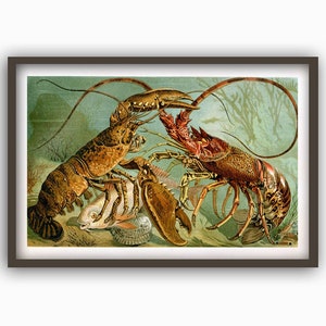Lobster Art Print, Marine Biology Poster, Sea Animals, Lobster Wall Art, Lobster Crustacean