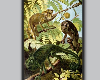 ヴィンテージカメレオントカゲプリント – 動物学ウォールアート装飾