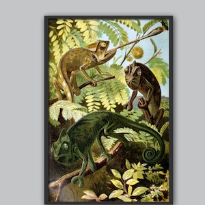 Chameleon Lizard Print - Chameleon Wall Art Decor - Lizard Illustration - Zoology Poster - Animals Wall Art - Chameleon Vintage Print