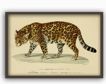 wild animal poster etsy