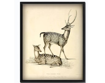 Deer print deer wall art animal print animal poster deer illustration vintage deer