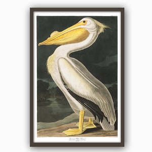 Pelican Print, Bird Print Wall Decor American White Pelican Print Antique Bird Illustration