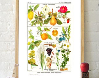 Fruit print kitchen wall art decor poster botanical illustrations vintage orange grape 5x7 8x10 8x12 plants poster