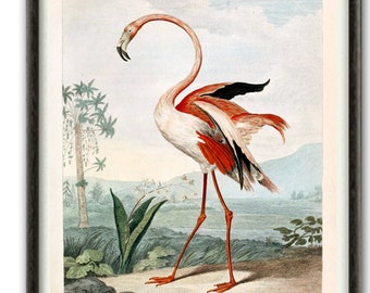 Flamingo Bird Wall Art Pint, Décoration intérieure, Impression d’oiseau, Flamingo Antique Illustration Art