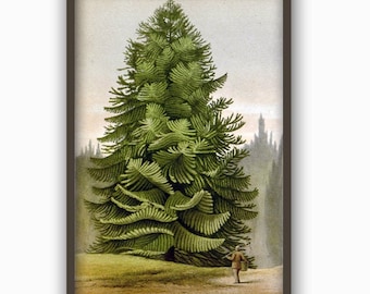 Pine Tree Wall Art Print, Botanical Decor, Green Tree Poster, Large Wall Fine Art