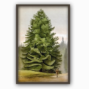 Pine Tree Wall Art Print, Botanical Decor, Green Tree Poster, Large Wall Fine Art