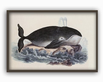 Whale Print, Marine Biology Art, Whale Illustration, Vintage Whale Wall Art, Bathroom Decor
