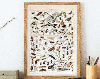 Impression d’insectes - Affiche d’insecte - S’ience Wall Art Print - Illustration d’entomologie - Libellule - Impression de coléoptère - Art d’insecte - Cadeau entomologiste