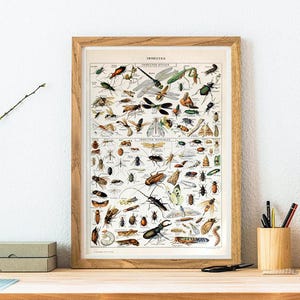 Insect  Print - Insect Poster - Sсience Wall Art Print - Entomology Illustration - Dragonfly - Beetle Print - Insect Art - Entomologist gift