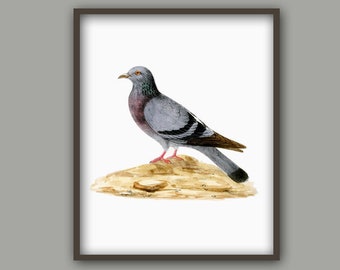 Dove Art Print, Dove Drawing Print, Dove Decor, Dove Bird Picture, Dove Wall Art Print,  Bird Vintage Art Poster