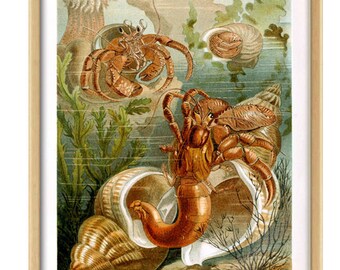 Crayfish Print -  Crawfish Wall Art - Lobster Poster -  Freshwater Lobster - Animals Print - Animal Wall Art - Kitchen Wall Art - Gift Idea