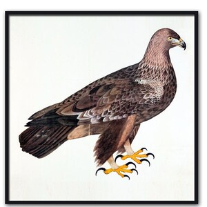 Birds Print, Living Room Decor, Vintage Bird Illustration, Eagle Bird Poster, Large Wall Decor