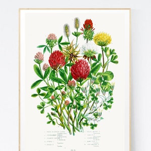 Impression de fleurs, trèfles, décoration botanique florale, illustration vintage de fleurs, impression d&#39;art mural
