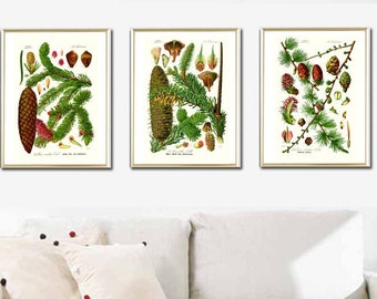 Botanical Art Print, Spruce Cones Print, Forest Tree Illustration Print SET of 3